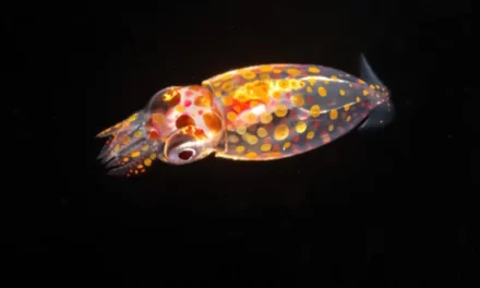 FOTO: Krijesat “aliene” të thellësive