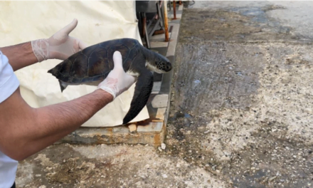 “Breshka fluturuese” bie në rrjetat e peshkatarëve të Radhimës, erdhi nga oqeani Atlantik