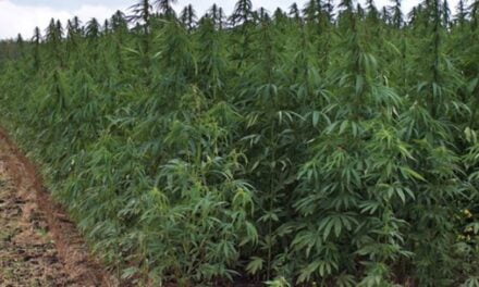 “U gjet i hedhur në një përrua”, si u vra 27-vjeçari për një fotografi në parcelën e hashashit (EMRI)