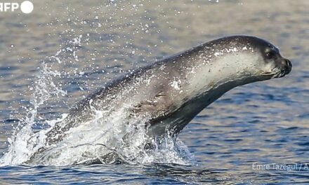 Reportazhi i AFP: Shqipëria po përpiqet të shpëtojë fokën më të rrallë në botë