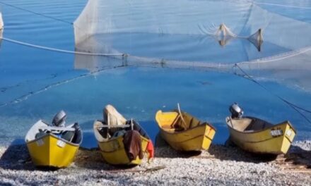 Liqeni i Shkodrës në moratorium, ndalohet kategorikisht peshkimi i krapit dhe gjuhcës