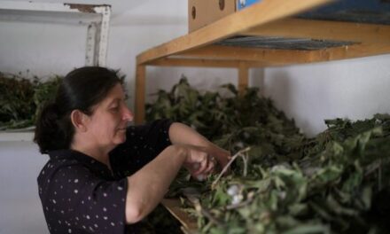 Familja nga Zadrima mban gjallë traditën e kultivimit të krimbit të mëndafshit