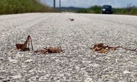 Fermerët në alarm, karkalecat ‘pushtojnë’ sipërfaqe të mëdha tokash në Sektor-Seman në Fier