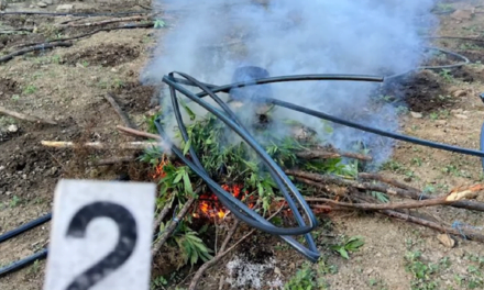 Shqipëria “korridor” droge? Në gjysmën e parë të vitit 62 kg heroinë, 11 kokainë