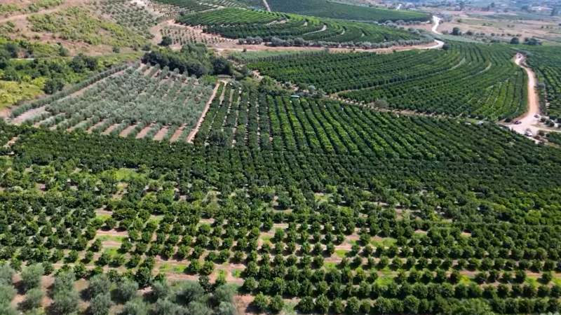 VIDEO: Dhjetë minuta larg Ksamilit, një ndër mrekullitë agrikulturore të Shqipërisë