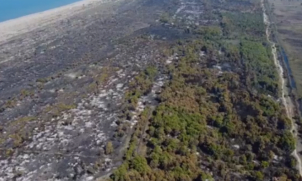 Pamje trishtuese: Pylli Pishporo-Darzezë i shkrumbuar nga zjarret masive disa ditore