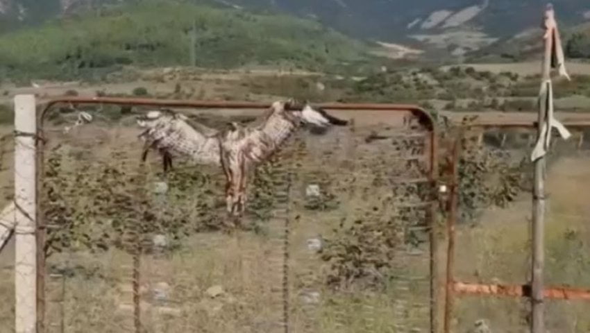 Kishte plagosur dhe lidhur shqiponjën për ta balsamosur, shpallet në kërkim një person në Përmet