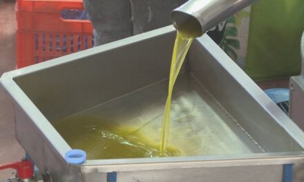 1 mijë lekë kg i vajit të ullirit: Prodhimi i pakët ka rritur çmimin, këtë vit problem edhe cilësia