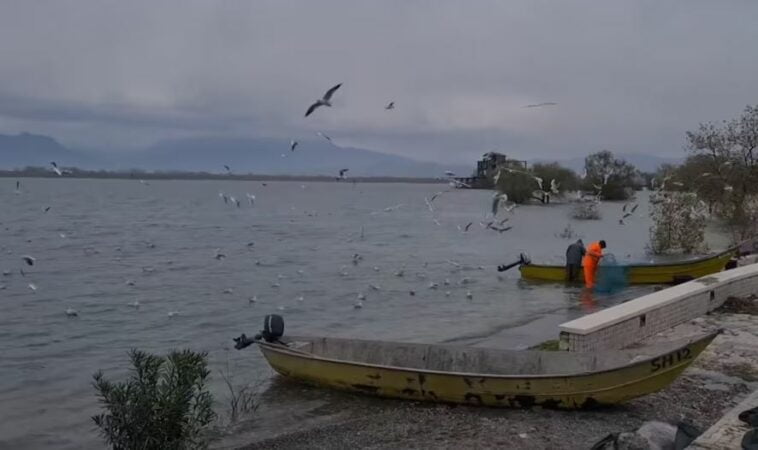 Shqipëria pjesë e Censusit Ndërkombëtar të Shpendëve Ujor Dimërues, ja rezultati