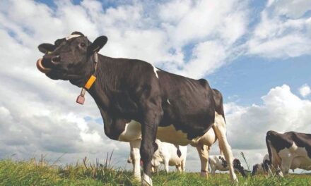 Gati për censin e bujqësisë, inventar për fermat dhe gjedhët pas 13 vitesh