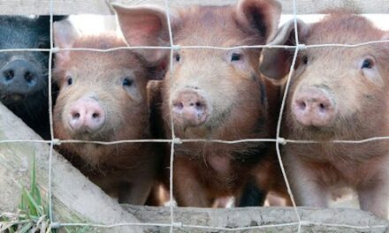 Gripi i derrit alarmon shtetin fqinj të Shqipërisë, 2 të vdekur dhe 5 të prekur në gjendje të rëndë