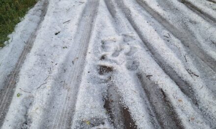 ‘Çmendet’ moti, reshjet e breshrit zbardhin qytetin e Ersekës, dëme në pemët frutore