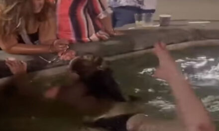 Një turist në Firence është zhytur…topless në një shatërvan për një banjë në mbrëmje