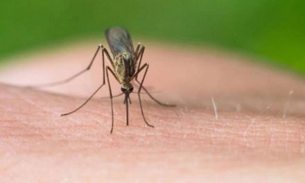 Greqi, Virusi i Nilit: Tetë vdekje dhe 22 raste në javën e fundit