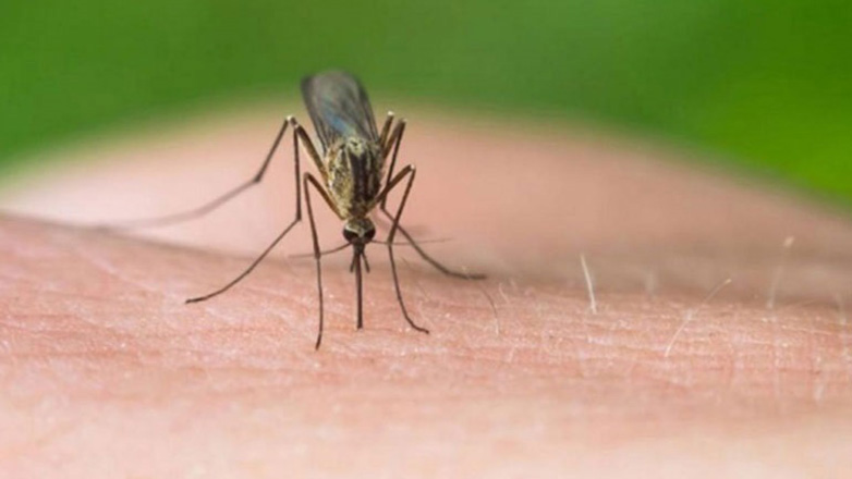 Greqi, Virusi i Nilit: Tetë vdekje dhe 22 raste në javën e fundit