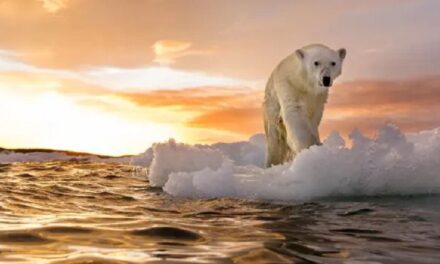 Ndryshimet klimatike/  Parashikime ogurzeza për qendrat urbane