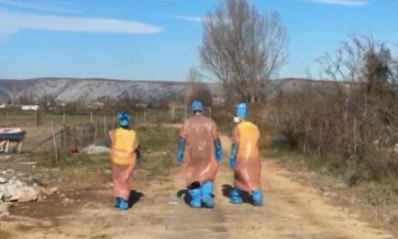 Përhapja e gripit të derrave në Ishull-Lezhë, karantinohet zona, ja se çfarë apelon Ministria e Bujqësisë