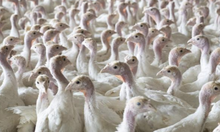 Situata e gripit të shpendëve në vend, Ministria e Bujqësisë mesazh për fermerët e qytetarët