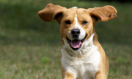 10 mite dhe të vërteta për qentë