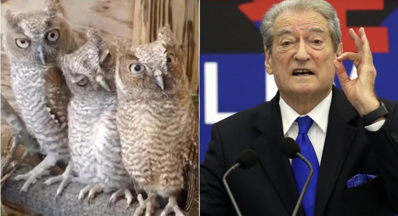 Rama ironizon një nga fjalimet e Berishës me videon me bufat: Muhabet kënete