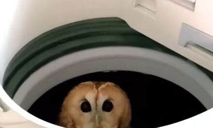 E akuzoi se ka marrë pronat e kishës në jug, Rama ironizon Berishën me një buf: Përçartje madhështore