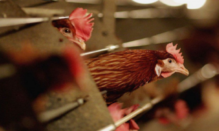 Konfirmohet gripi i shpendëve në Shqipëri, një fermë në karantinë, ndalohen vezët e mishi i saj