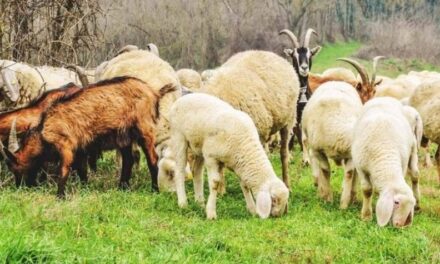 Murtaja e bagëtive në Shqipëri, Agjencia e Ushqimit apelon për kujdes në zonat kufitare të Kosovës