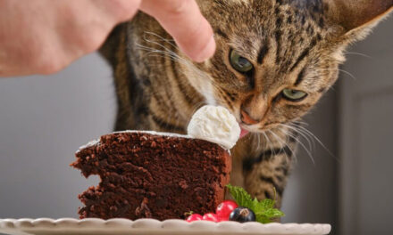 Cilat ushqime njerëzore nuk duhet të hanë macet?