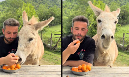 Duke ngrënë kajsi me një gomar