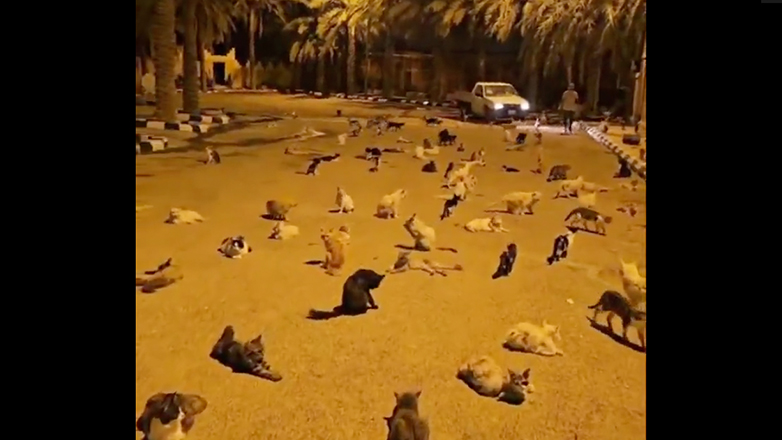 Macet endacake në Arabinë Saudite