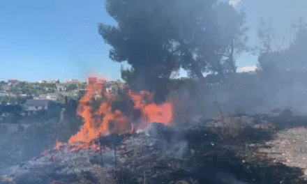 Zjarri përfshin një sipërfaqe me pisha në Lezhë, rrezikohen banesat
