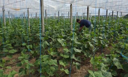 Fermerët që eksportojnë/ Në Suk të Roskovecit, prodhimet shkojnë në Serbi, Mal të Zi dhe Polon