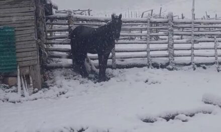 Dëbora, izolon bjeshkatarët në stane./Dy barinjë kanë humbur komunikimin me familjarët