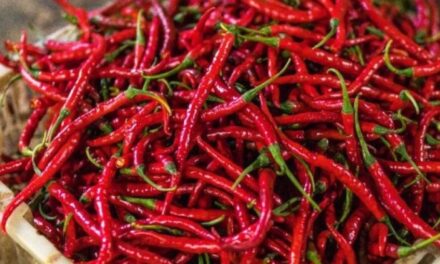 Kroacia bllokoi ngarkesën me speca djegës me pesticide të ndaluara, AKU dhe Krimi Ekonomik kontrolle në pikën e grumbullimit në Divjakë