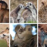 Puthja e parë daton 21 milion vjet më parë, thonë shkencëtarët